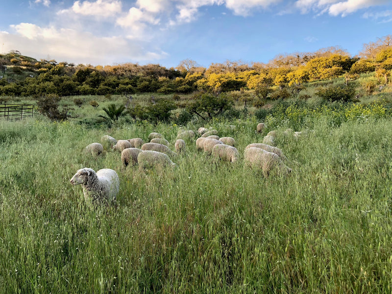 Celebrating the Importance of Biodiversity