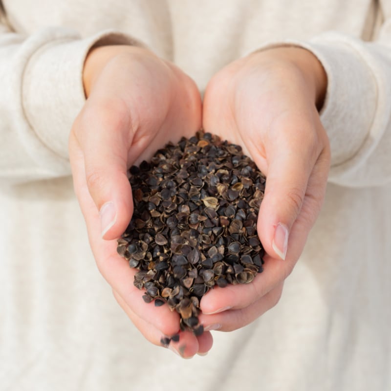 Avocado Organic Square Meditation Yoga Pillow