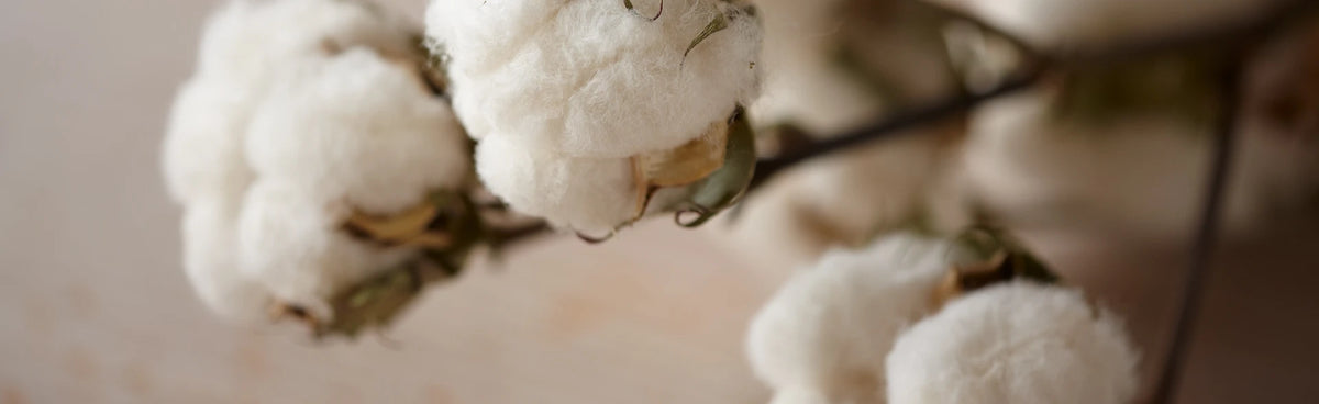 Organic Cotton vs Conventional Cotton