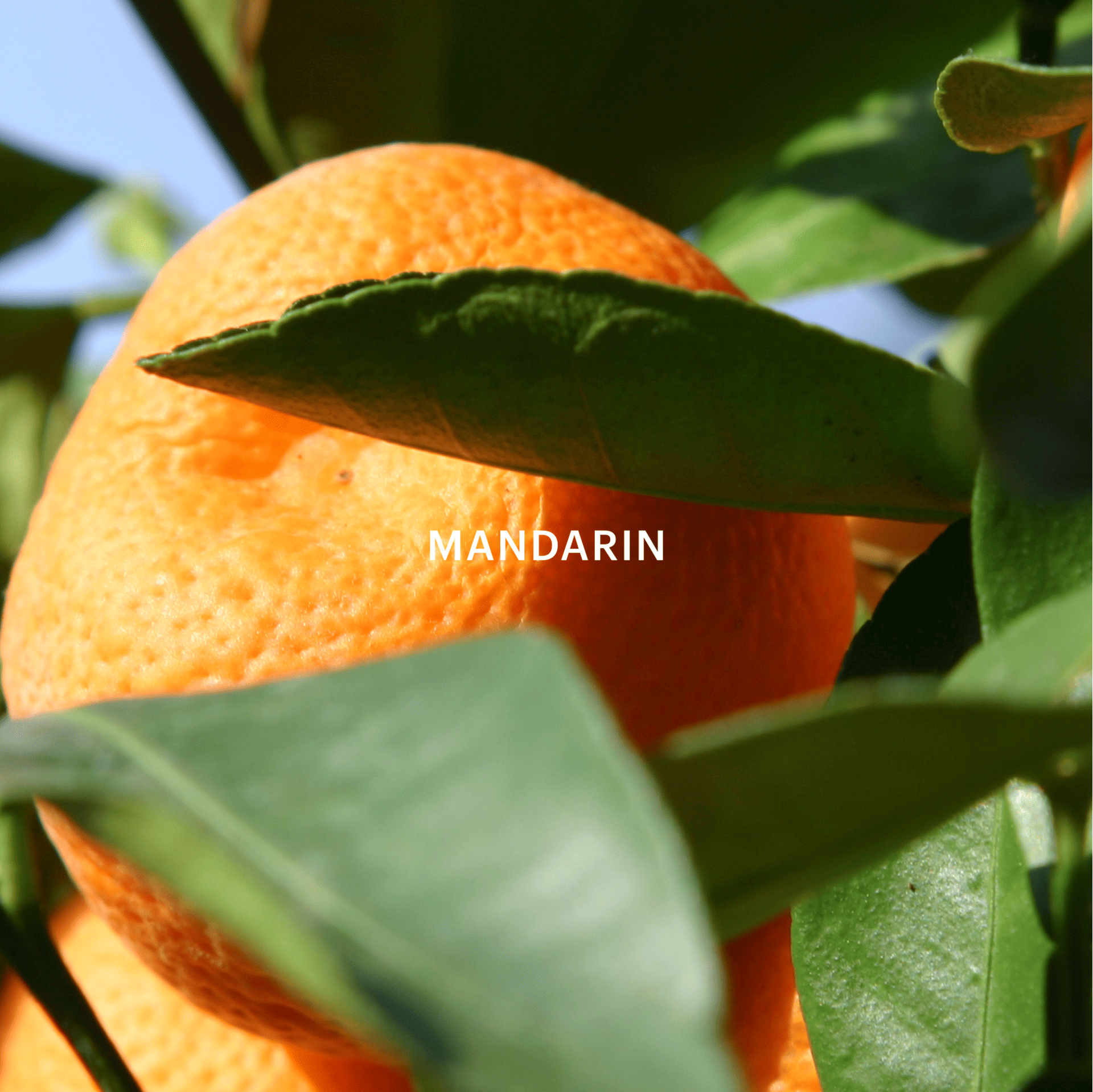 Garden Air Fragrance Capsule