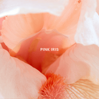 Golden Hour Fragrance Mini Capsule