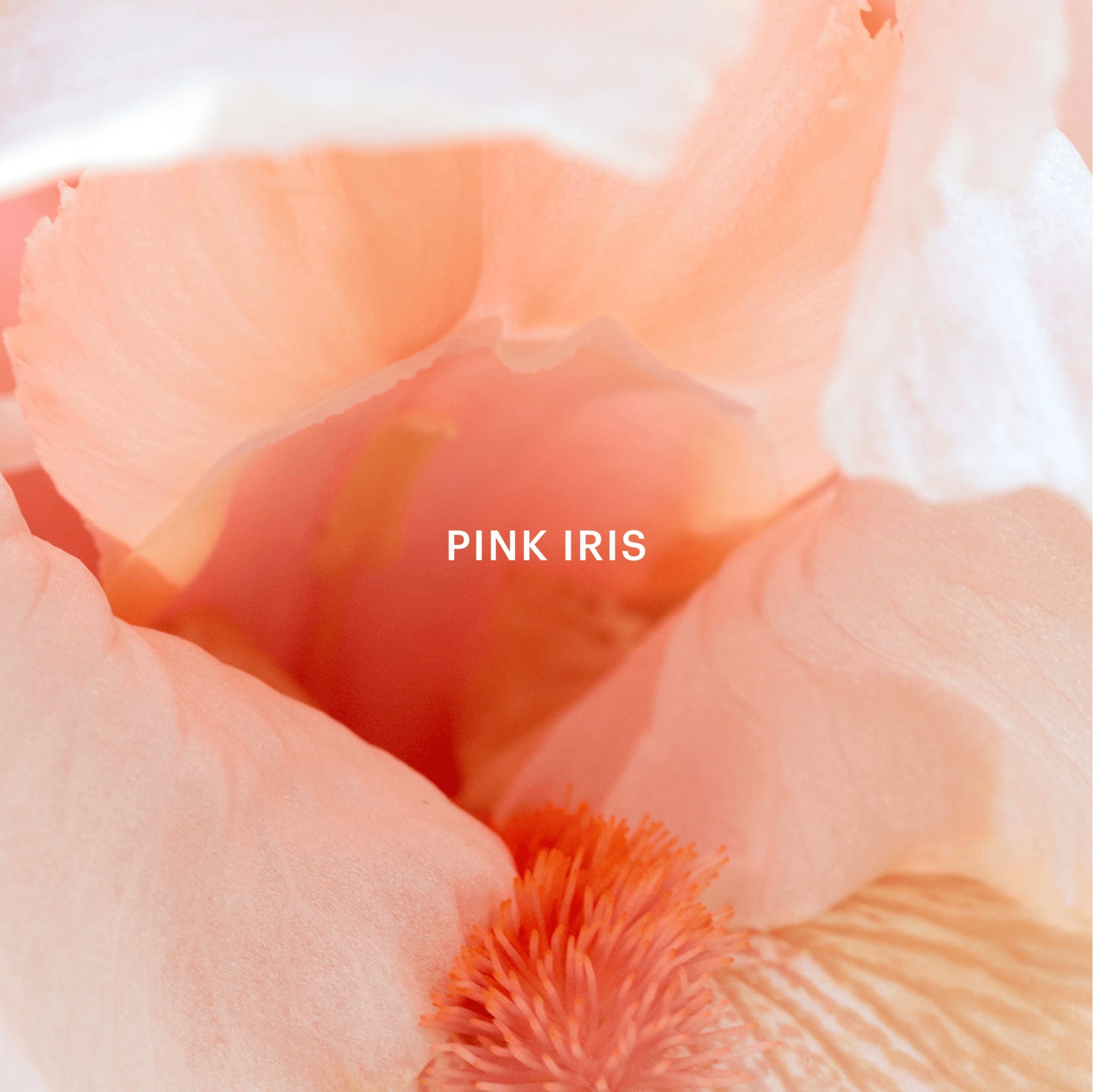 Golden Hour Fragrance Mini Capsule