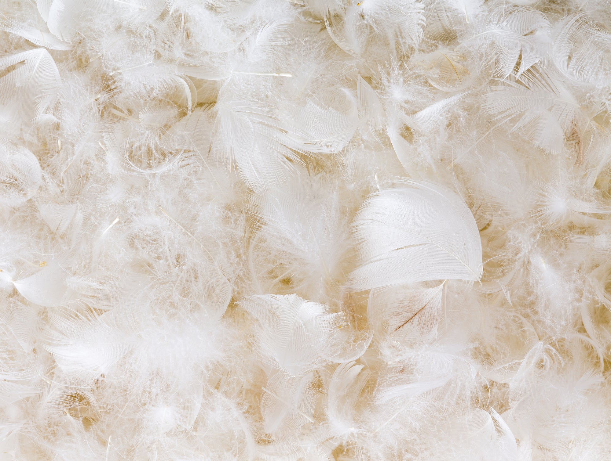 Down Feather Pillow