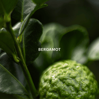 Quiet Ritual Fragrance Capsule
