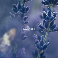Serene Night Fragrance Capsule