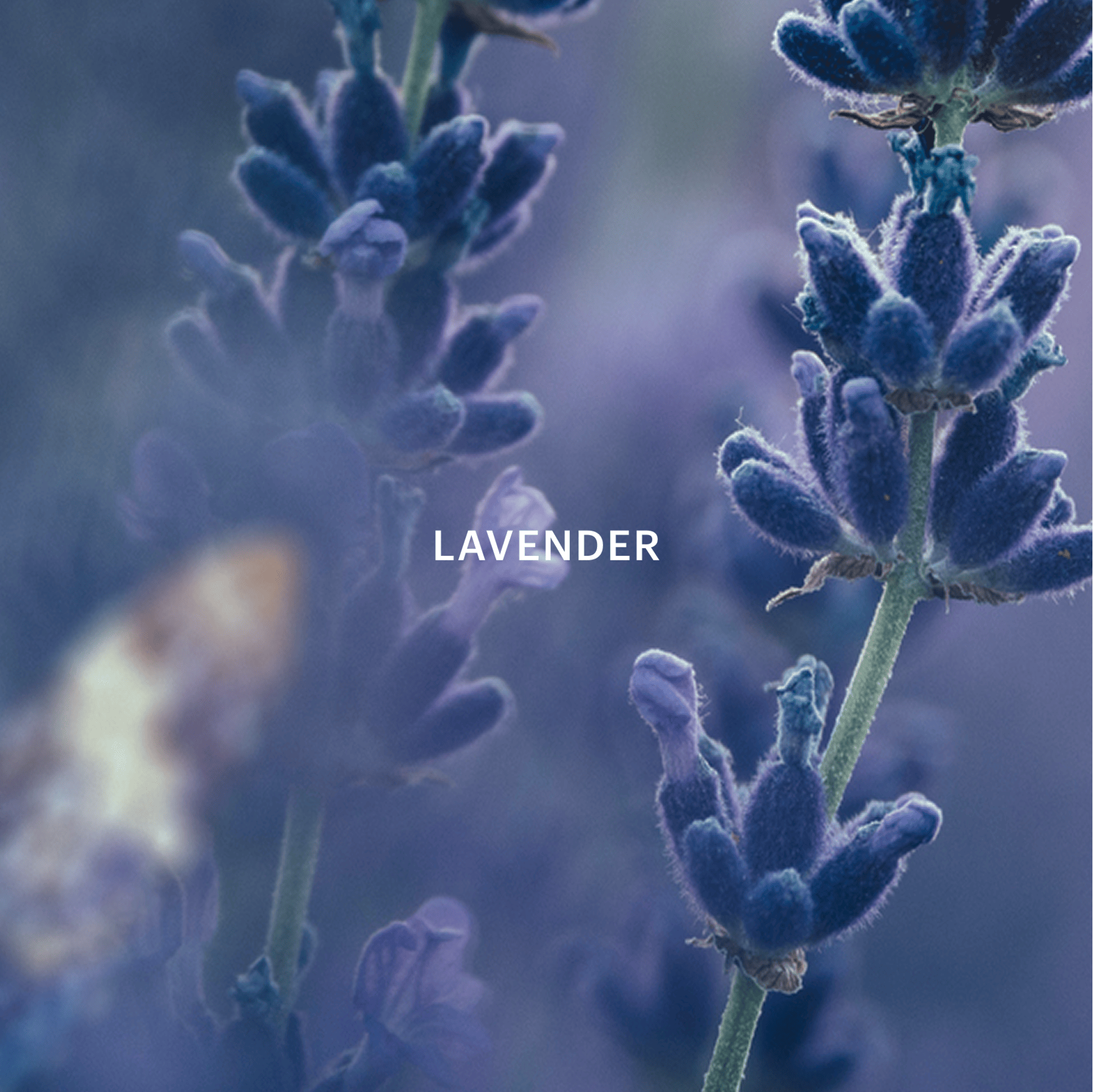 Serene Night Fragrance Capsule