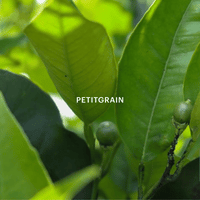 Sun Washed Fragrance Capsule